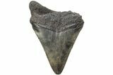 Bargain, Fossil Megalodon Tooth - South Carolina #213064-1